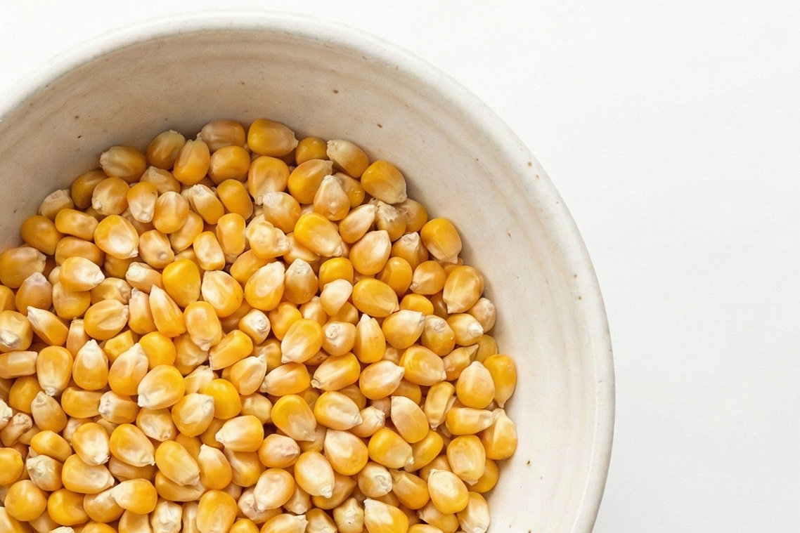 Koruzna zrna v skledi na beli podlagi