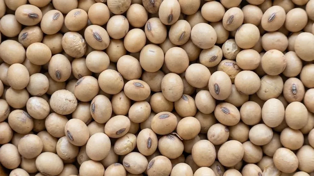 Sojina zrna v leseni posodi, fotografirana od zgoraj.